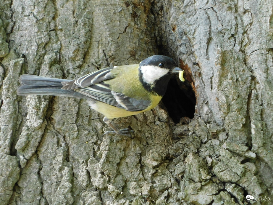 Hoztam a következő adagot