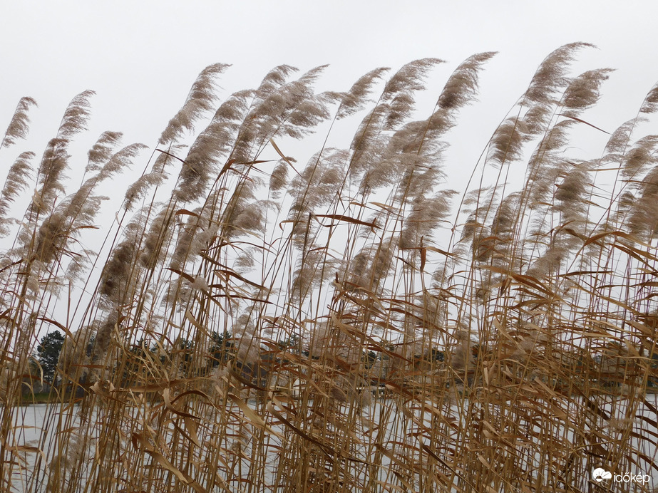 Szélfútta nád
