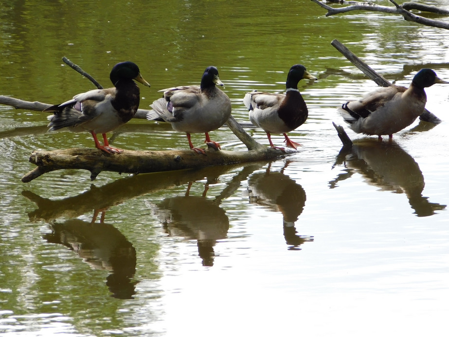 Tükrünk is van, lehet szépítkezni