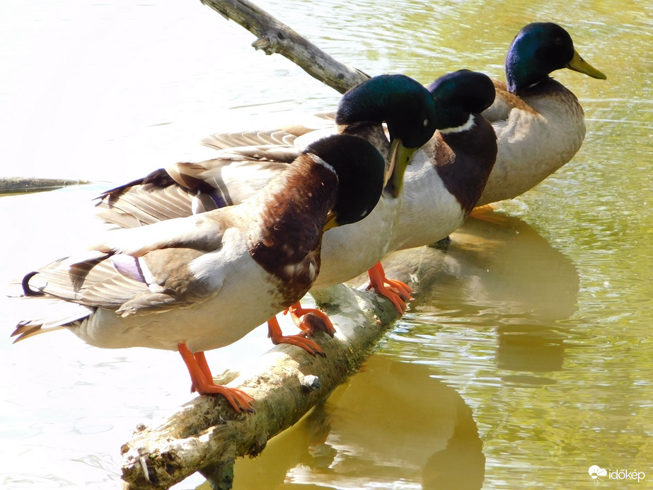 Gácsérok, ha összejönnek