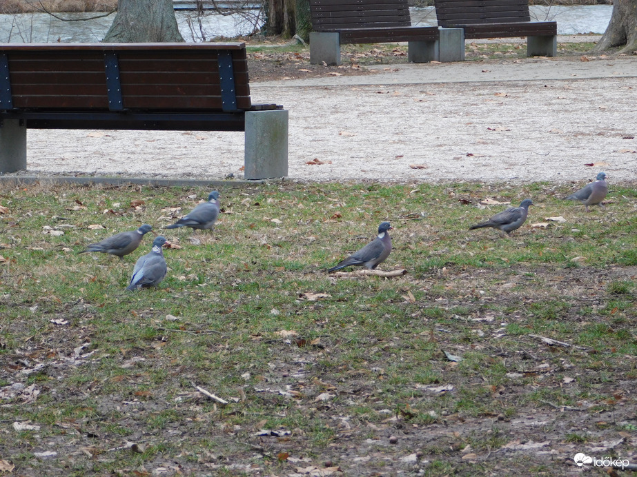 Visszajöttek az örvös galambok
