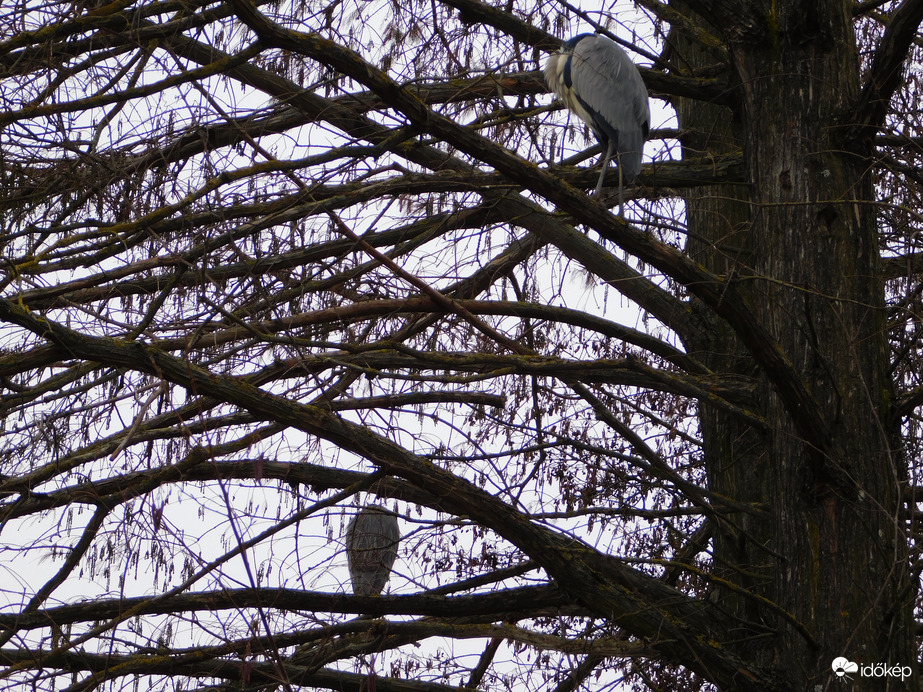 Szürke gémek a fán