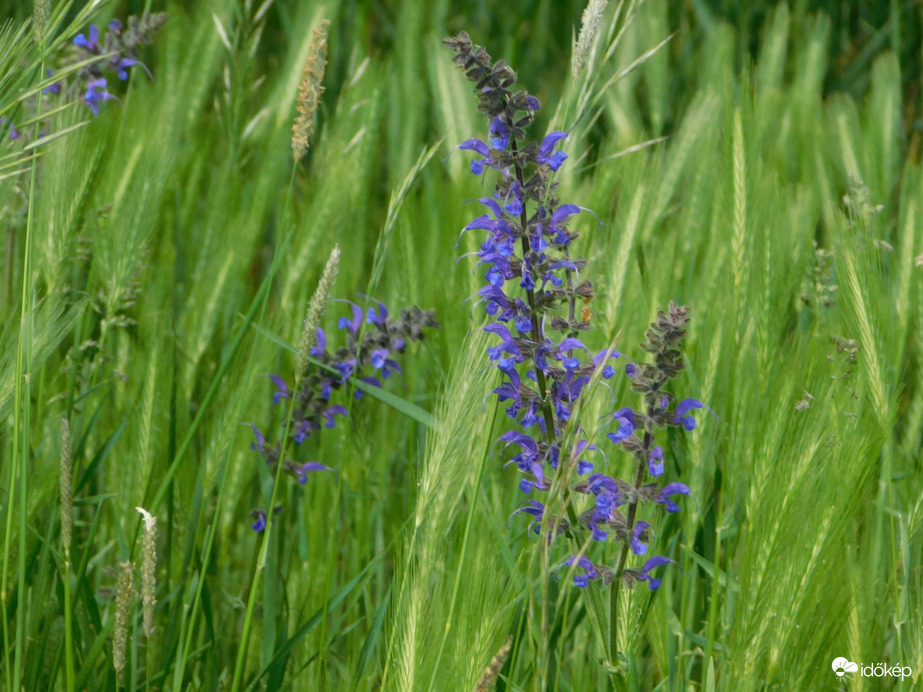 Vadvirágok a fűben
