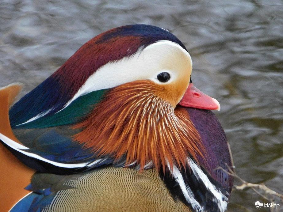 Mandarinréce portré