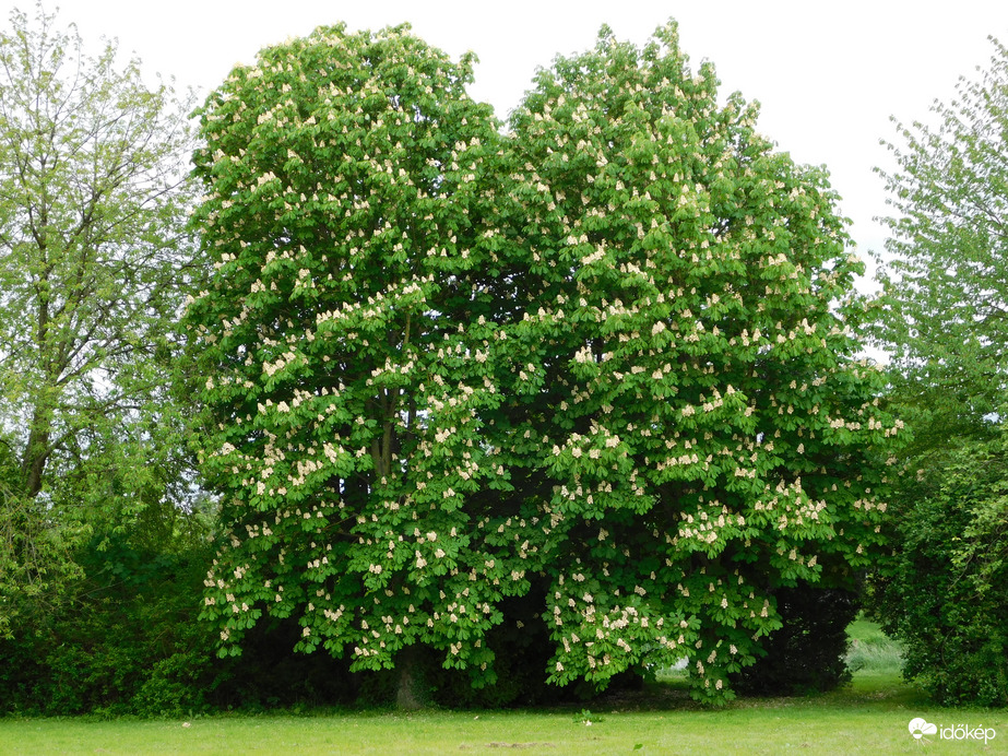 Teljes pompában a telt virágú vadgesztenye
