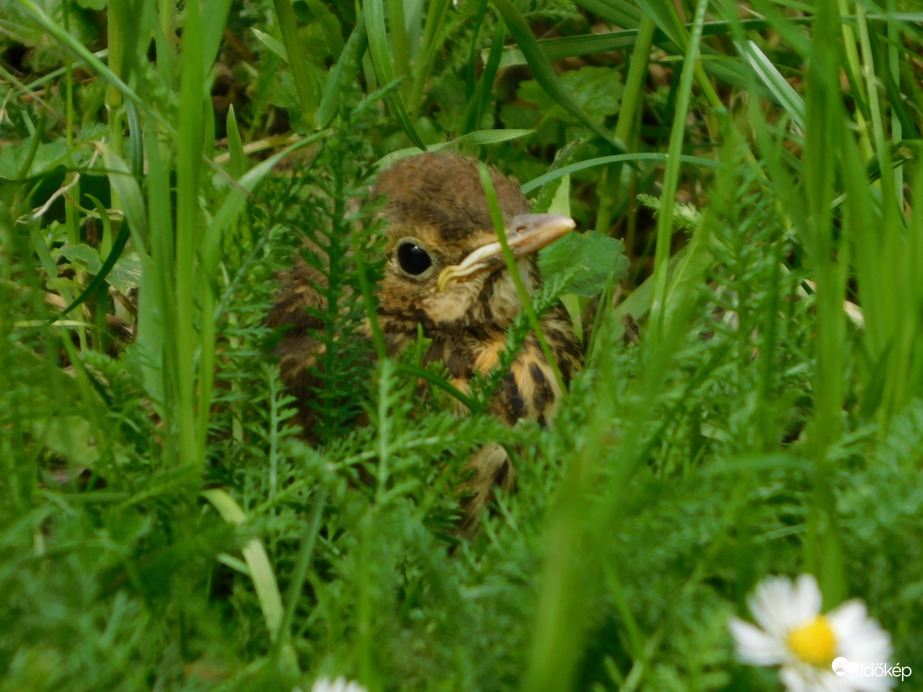 Nézz a lábad elé! Itt kuporgok a fűben.