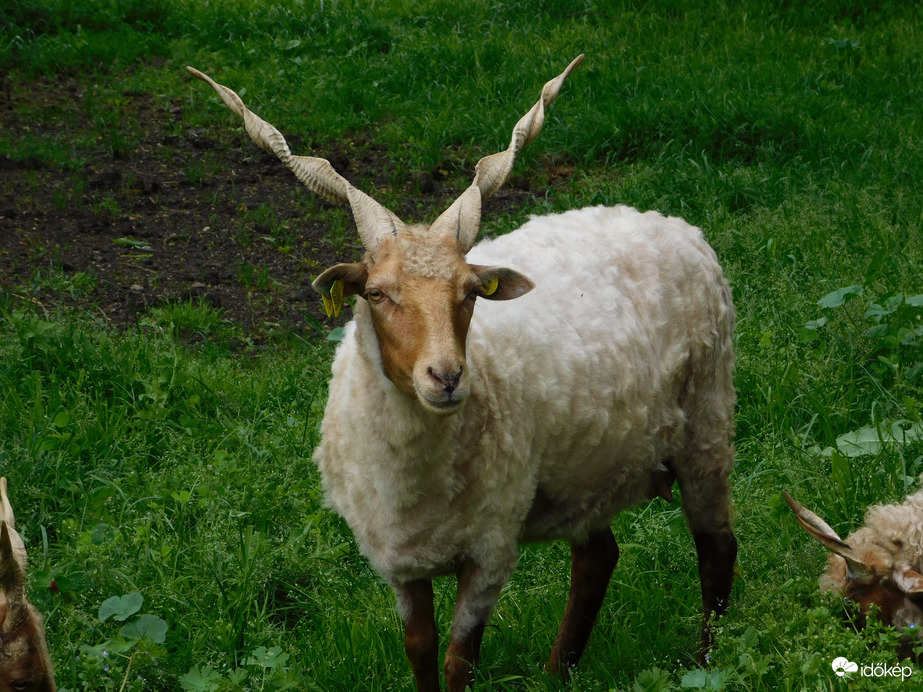 Nézz rám! Megnyírtak.