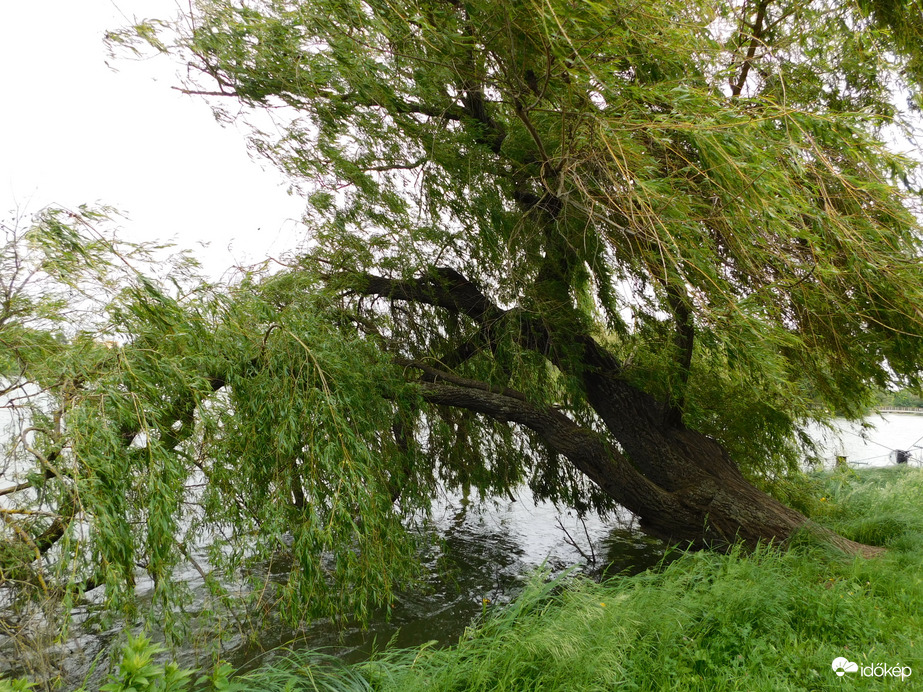 Vízbe hajló szomorúfűzfa
