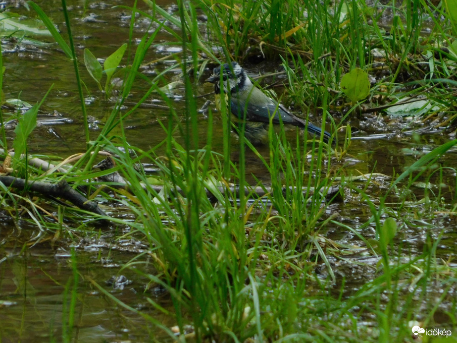 Látod? Én is megfürödtem.