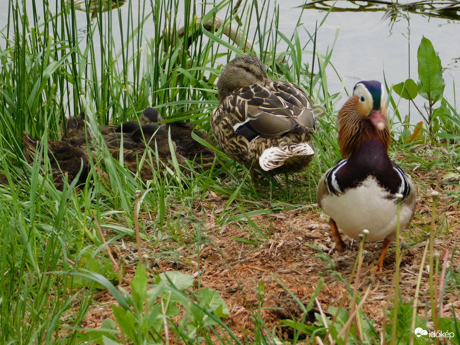 Most megyek füvet csipegetni