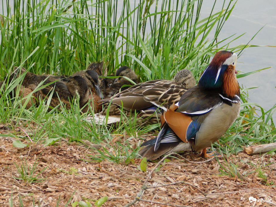 Aludjatok csak! Én vigyázok rátok.