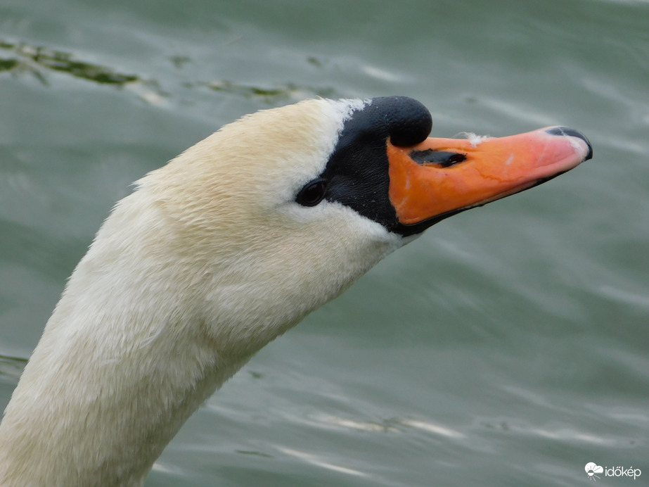 Nézd! Még a csőröm is tollas