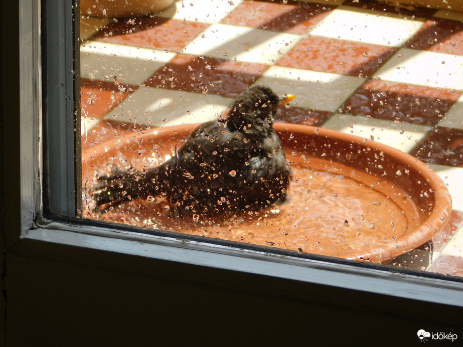 Inkább itt fürdök, tisztább a víz!