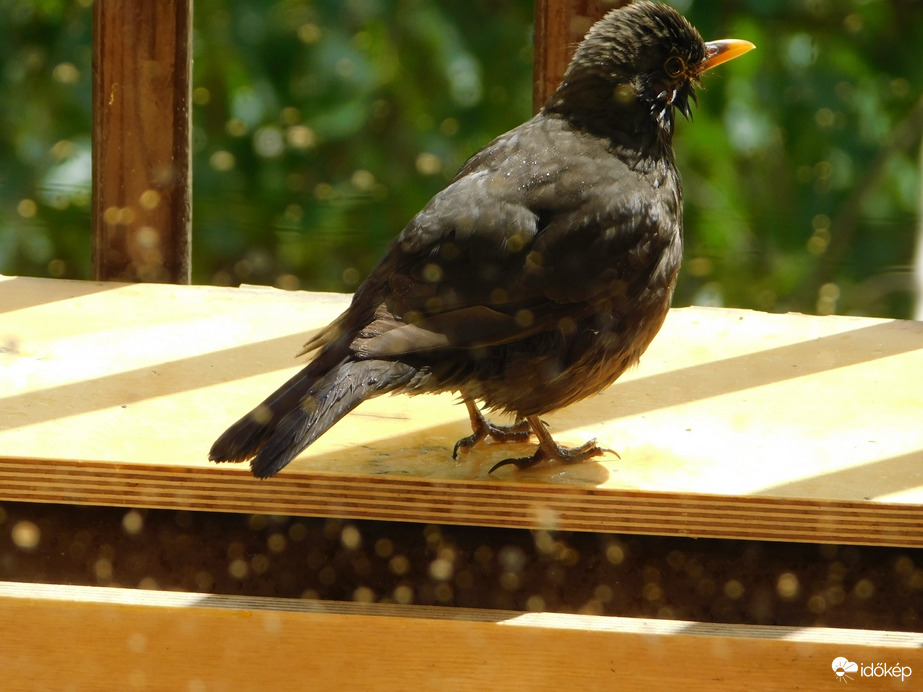 Süt a Nap, könnyen megszáradok!
