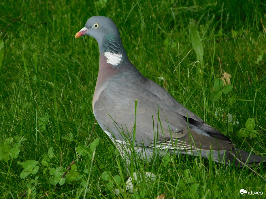 Örvös galamb a fűben