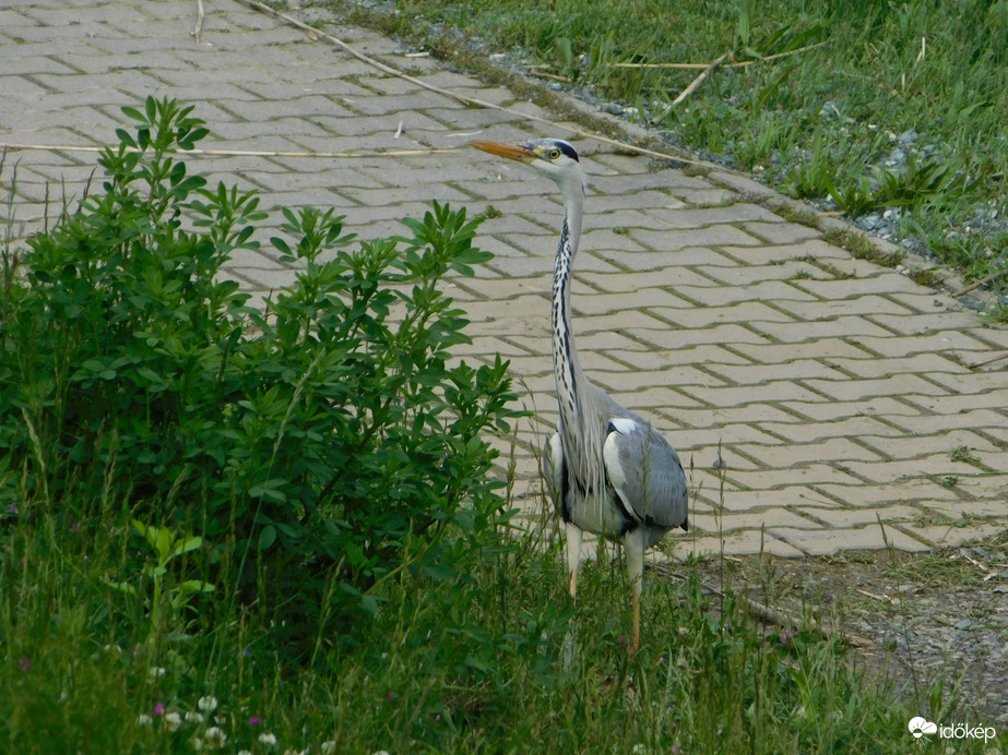 Te most figyelsz engem?