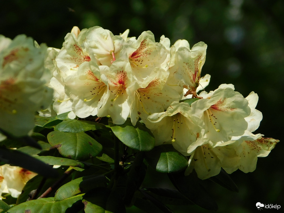 Rododendron virágzik mindenütt