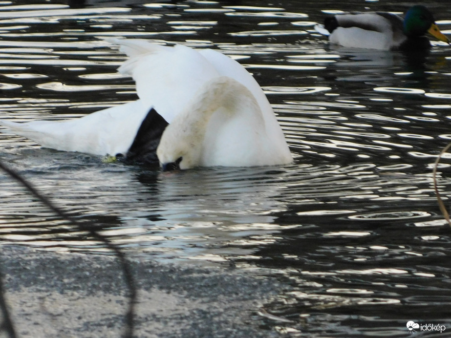 Ezt csináld utánam!