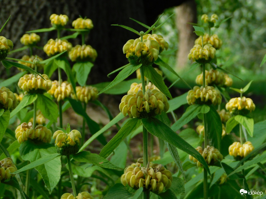 Kis-ázsiai macska here