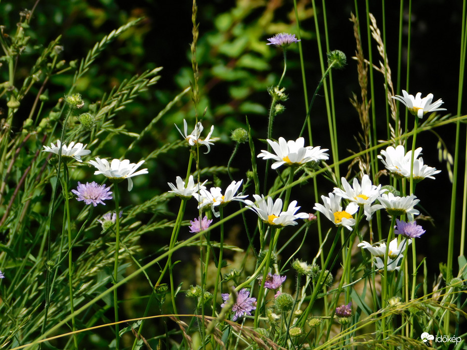 Egy csokor vadvirág