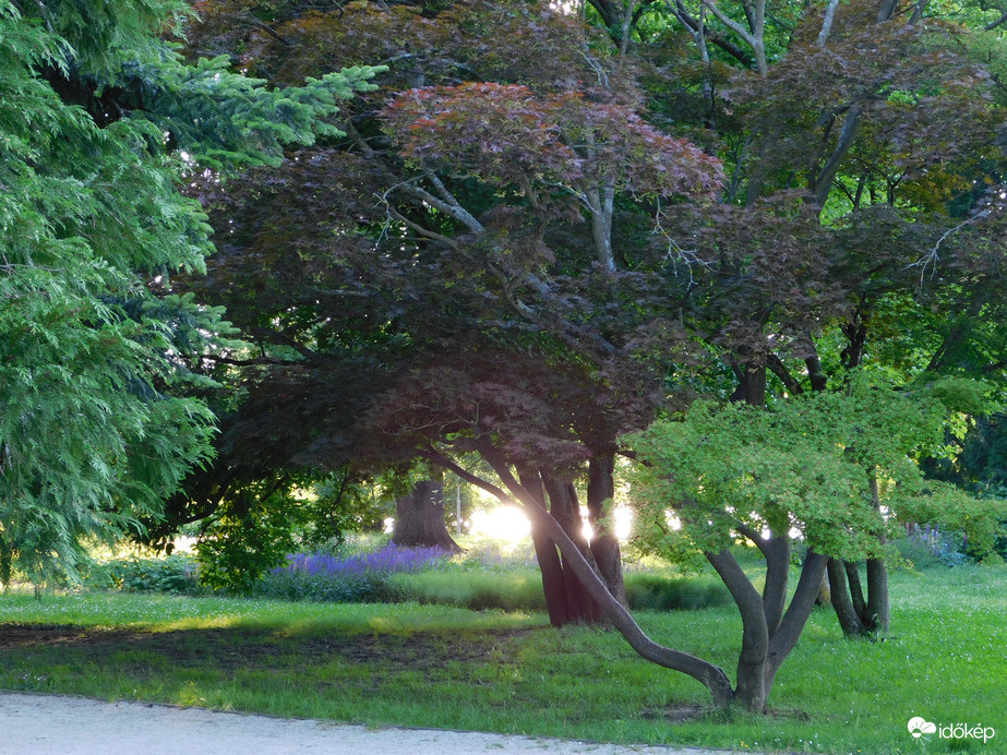 A tó vize megcsillan a fák között