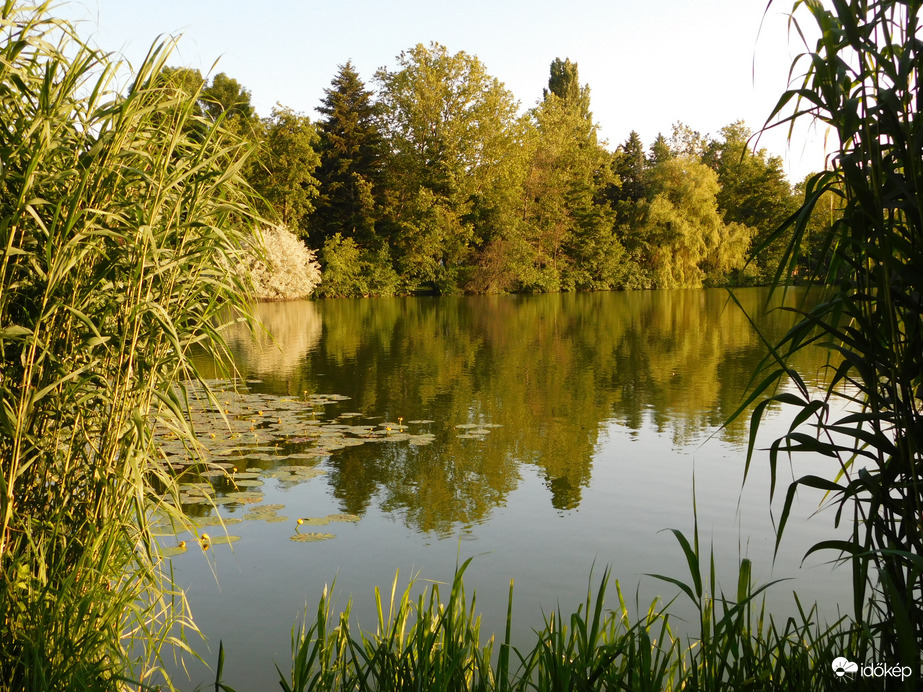 Amikor a fák tükörbe néznek