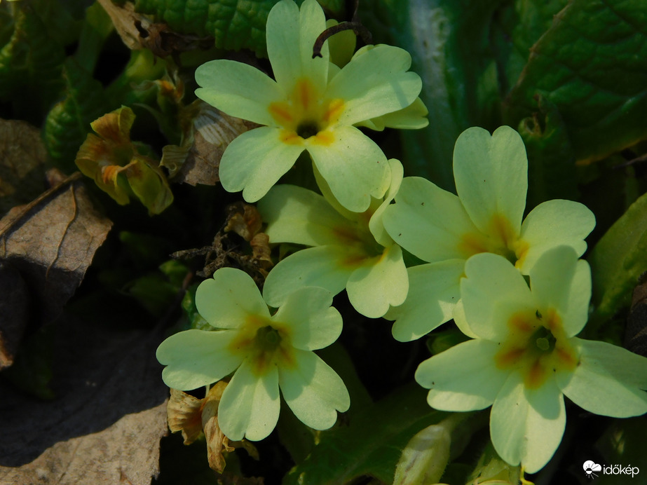 Primula a fűben