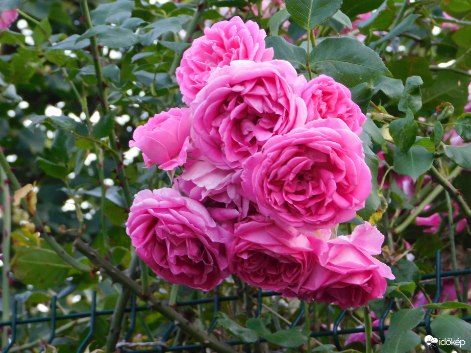 Kerítés felett kihajló rózsa