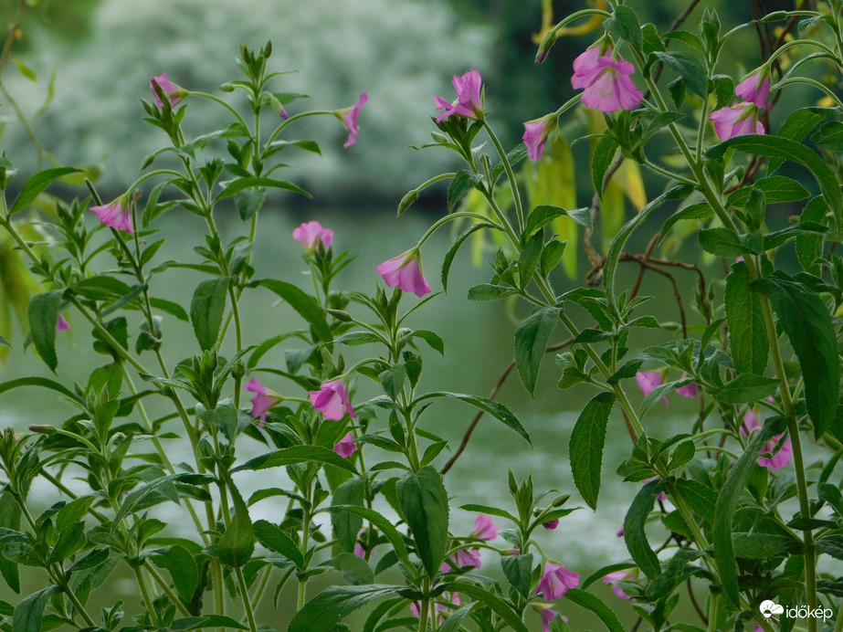 Vadvirágok a tó partján