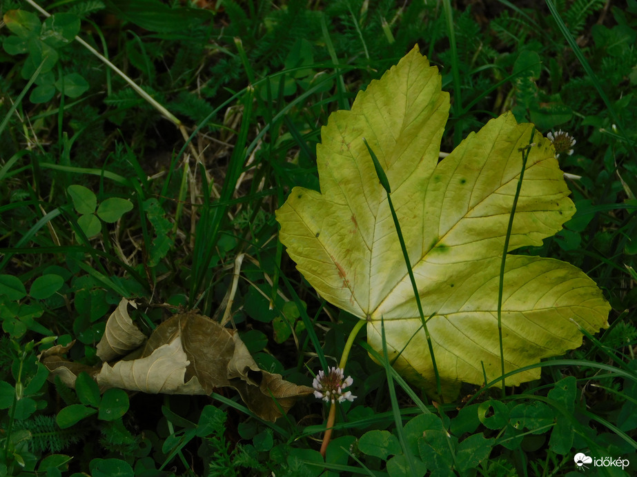 Falevelek a fűben