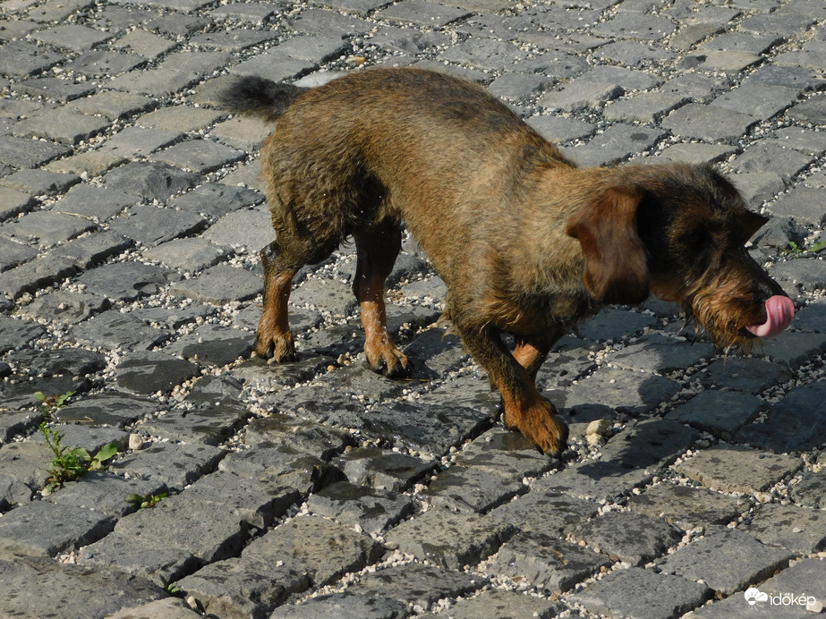 Vigyázz, mert lefröcsköllek!