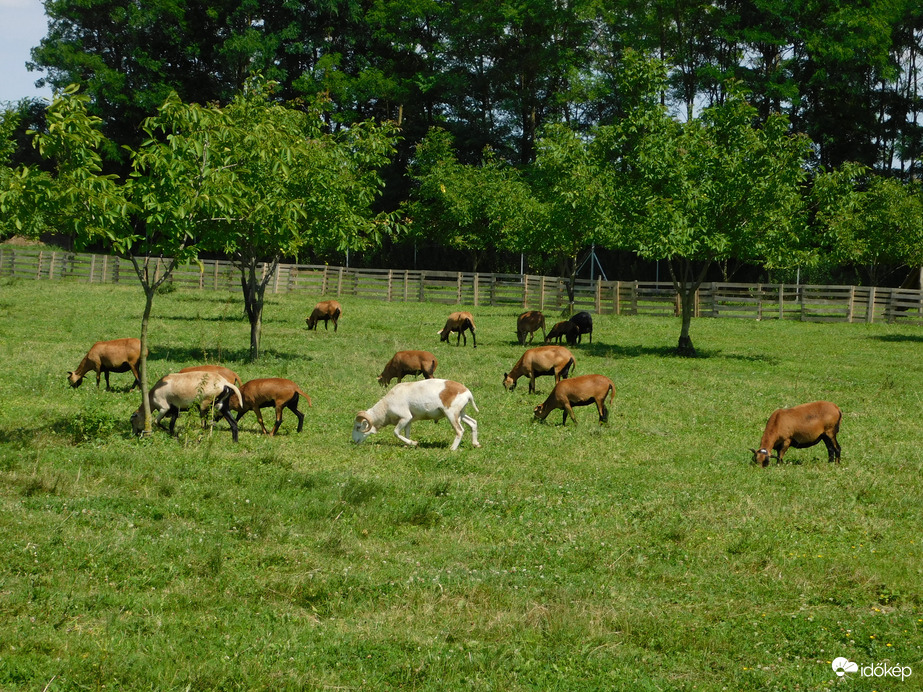 Kecskefarm