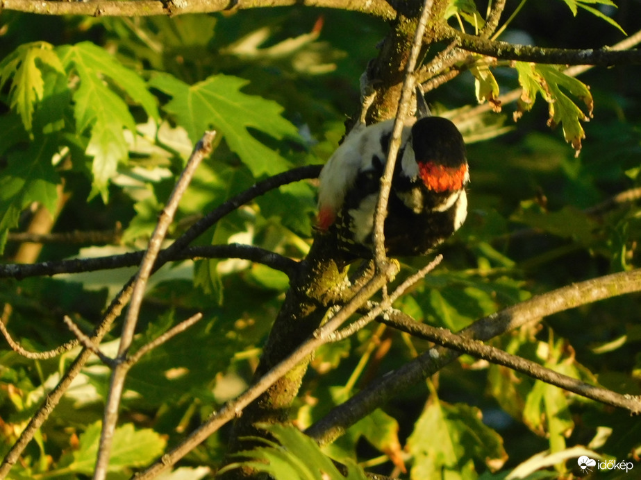 Sok a munka, korán kezdtem -5:53