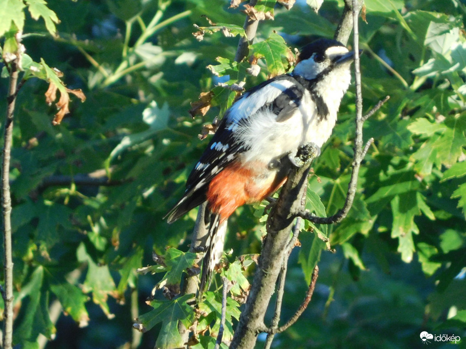 Hol kell még kopácsolni?