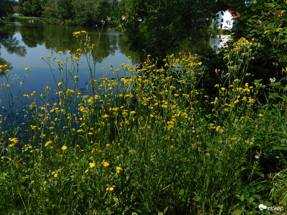 Sárga virágmező a Horgásztó partján