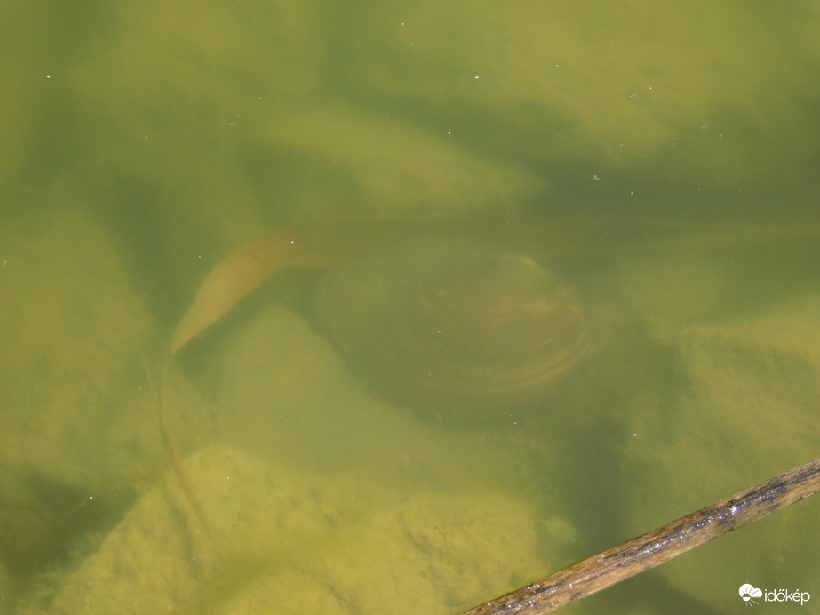 Kagyló a víz alatt