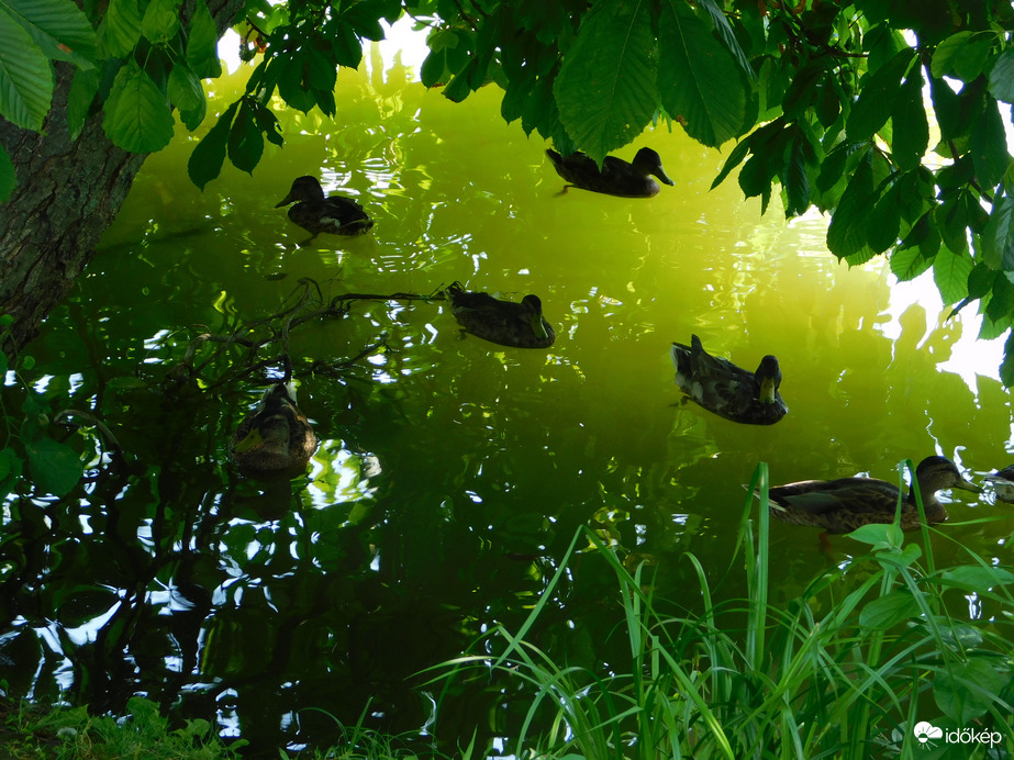 A récék is árnyékba vonultak