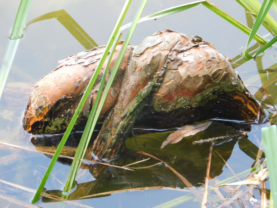 Vizet szürcsölő elefánt