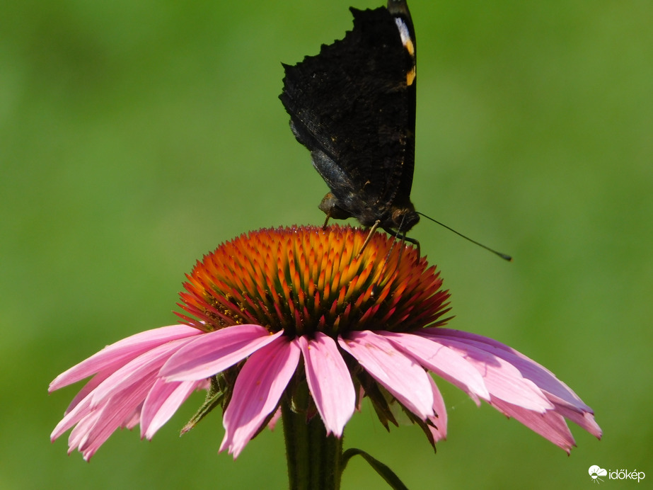 Csak incselkedett velem