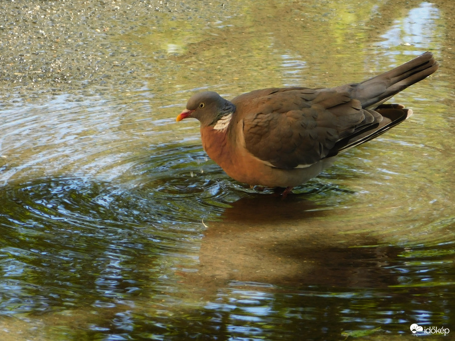 Kipróbálom ezt a pocsolyát