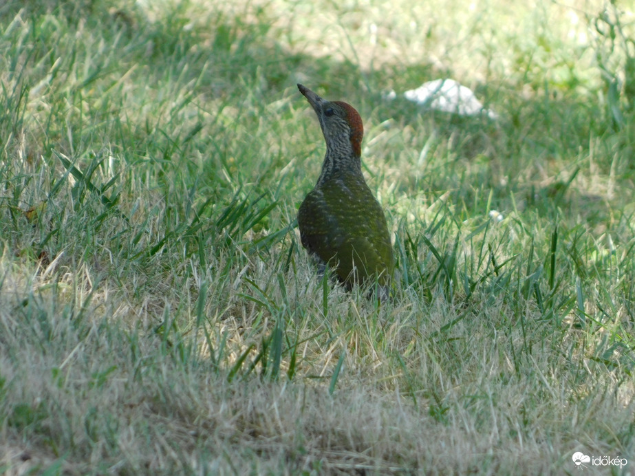 Ki röpköd ott fölöttem?