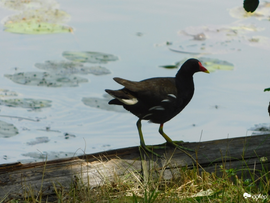 Egyensúlyozás a farönkön