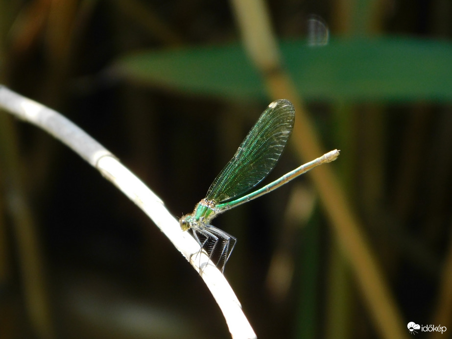 Kisasszony szitakötő