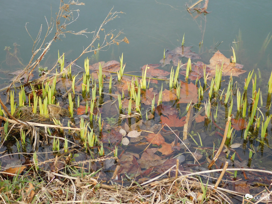 Zöldül a tópart