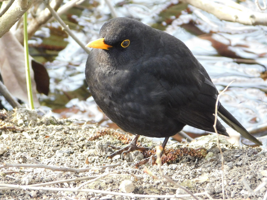 Süss rám Napocska!
