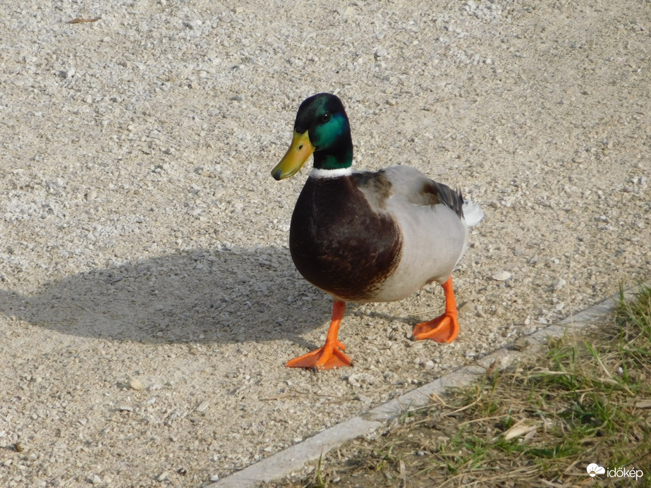 Ti is itt sétáltok!