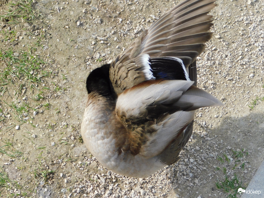 Tollászkodás hídról fotózva