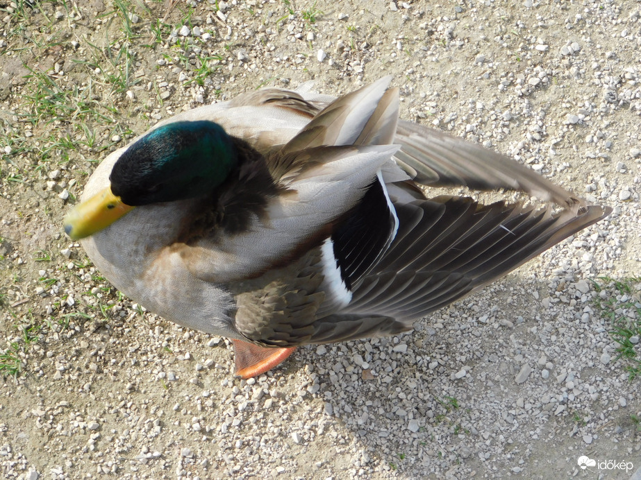 Tökés réce felülről nézve