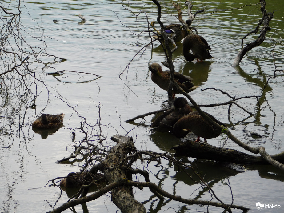 Tollászkodó récék