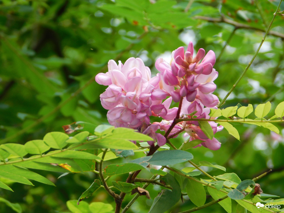 Még nyílik a rózsaszín akác